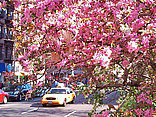 Upper West Side Bild Reiseführer  Frühling in der Upper West Side