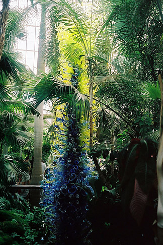 New York Botanical Garden Impressionen von Citysam  Tropische Palme